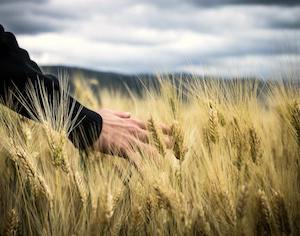 La FAO prevé una producción y reservas de cereales a nivel mundial sin precedentes