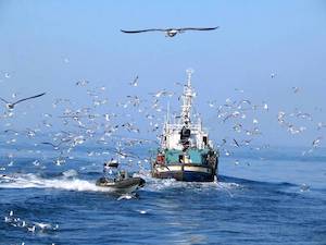 La asignación de cuotas de pesca para 2026, muy positiva para España
