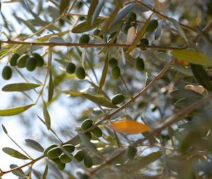 Investigando variedades de aceitunas tolerantes a la xylella fastidiosa