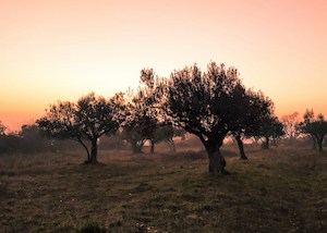 2Seminarios itinerantes sobre los retos del olivar ante el cambio climático 2