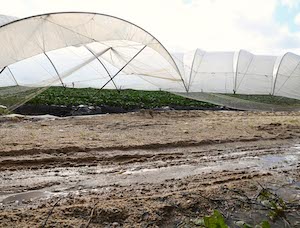 España solicita a la Comisión Europea la activación del fondo agrícola de crisis para las zonas afectadas por las borrascas