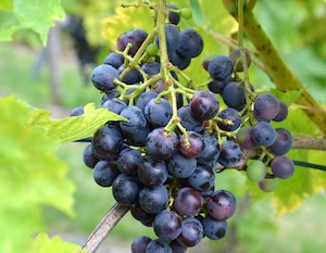 Los viticultores independientes en Rioja se reúnen en Madrid