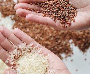 Tras dos años de sequía, la producción de arroz se recupera