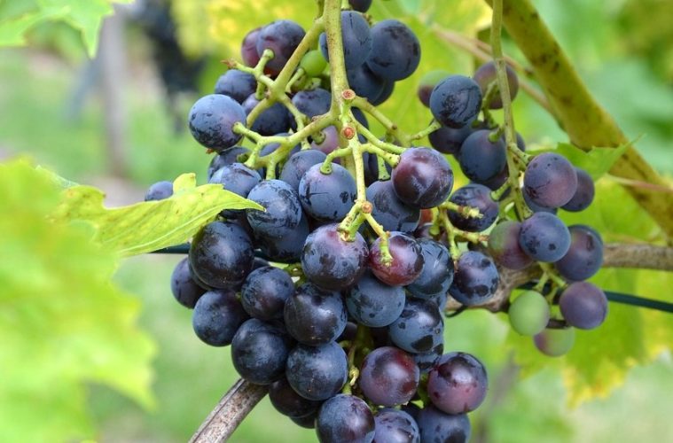 Los viticultores independientes en Rioja se reúnen en Madrid