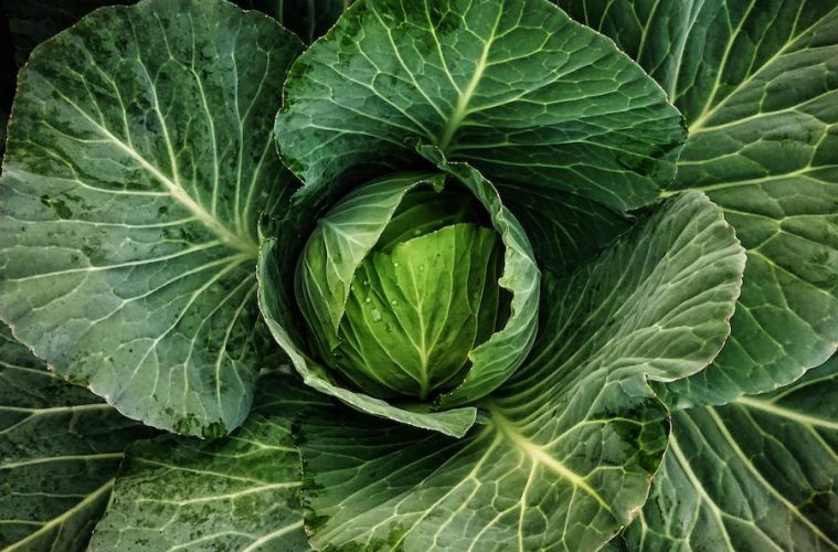 Recetas con verduras de Europa del Este
