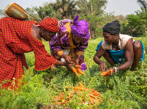 2026, Año Internacional de la Agricultora