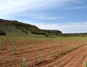 Avances en la recuperación y conservación de biotipos autóctonos de variedades de vid castellanomanchegas