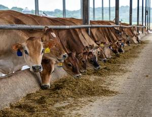 2La industria de alimentación animal, preocupada por el impacto en el sector de la guerra en Oriente Próximo 2