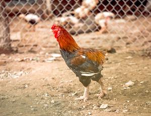 2El Ministerio levanta totalmente el confinamiento de aves de corral 2