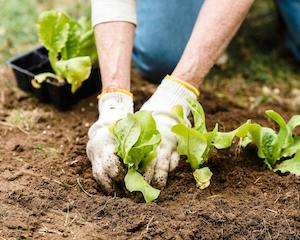 La agricultura ecológica, más protegida frente a la crisis del petróleo