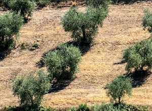 2La producción de aceite de oliva en la campaña 2025:26, un 9% por debajo de la anterior 2