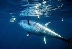 Nueva normativa para la pesca del atún rojo 