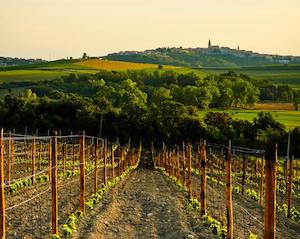 2Viñedos de Altura, proyecto que une a los territorios con mayor altitud de la Ribera del Duero 2