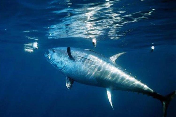 Nueva normativa para la pesca del atún rojo