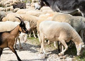 Baja la producción de leche de oveja y cabra en España