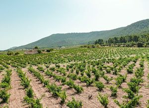 Buscando las mejores cepas Monastrell de la DOP Alicante