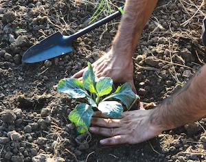 El plan de la UE para garantizar el suministro de fertilizantes y la opinión de los agricultores y Estados