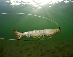 Evaluando los recursos pesqueros del Mediterráneo occidental (Foto CARM-FEDER)
