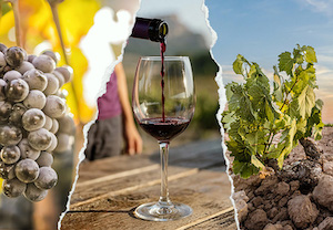 La añada 2025 de Jumilla, calificada como Muy Buena