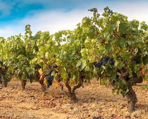 2Sobre la necesidad de regular la convivencia de los viñedos con la ganadería intensiva (Foto DOP Ribera del Duero) 2