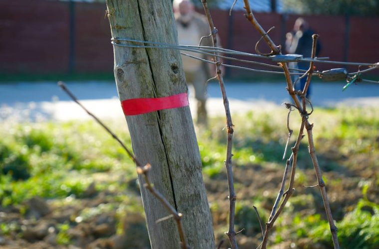 Avances en la gestión del suelo y el viñedo frente a la sequía y el cambio climático (Foto MANSO)