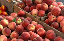 Buen inicio de la campaña de fruta de verano… y buenas previsiones