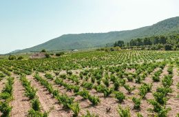 Buscando las mejores cepas Monastrell de la DOP Alicante (Foto DOP)
