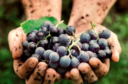 El terroir y los terruños, vistos por el Master of Wine Pedro Ballesteros