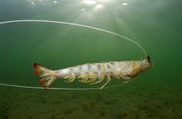 Evaluando los recursos pesqueros del Mediterráneo occidental (Foto CARM-FEDER)