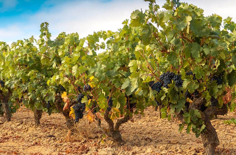 Sobre la necesidad de regular la convivencia de los viñedos con la ganadería intensiva (Foto DOP Ribera del Duero)