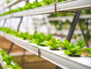 Decálogo del compromiso de la industria alimentaria con el medio ambiente