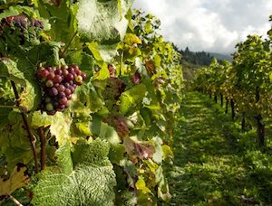 Estudio actualizado sobre los costes de producción de la uva para elaborar vinos 