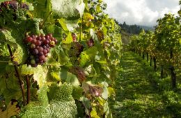 Estudio actualizado sobre los costes de producción de la uva para elaborar vinos