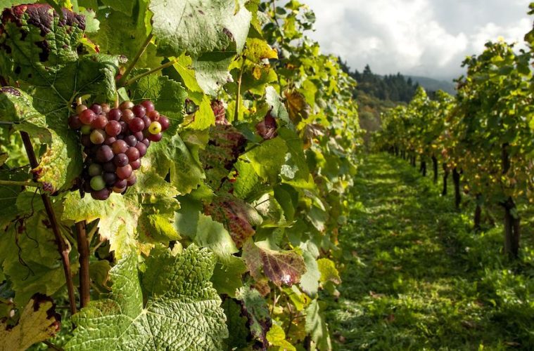 Estudio actualizado sobre los costes de producción de la uva para elaborar vinos