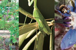 Insectos que son grandes aliados de la agricultura
