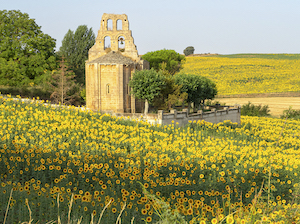 A punto la floración de los girasoles en La Bureba (Burgos)