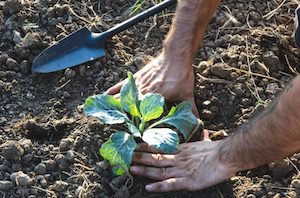 Anunciado el Plan Estatal de Fertilizantes para paliar la crisis por la guerra en Irán