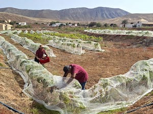 Comienza la vendimia en Canarias, la primera en territorio español