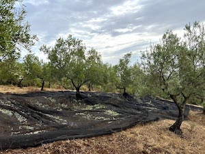 Los costes de producción de los diferentes modelos de cultivo del olivo en España