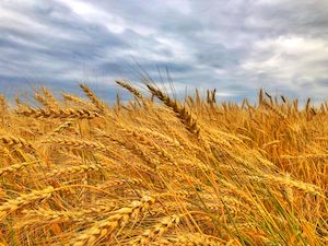 La nueva cosecha de cereales, por debajo de la media de las últimas cinco