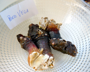 Los percebes de Puerto Vega (Asturias), los mejores del mundo