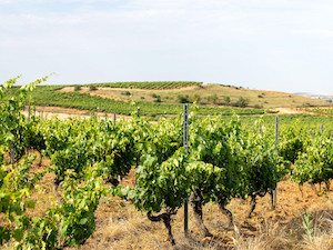 2Manifiesto de Ribera del Duero por un territorio vitivinícola protegido 2