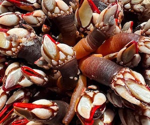 Buscando los mejores percebes del mundo