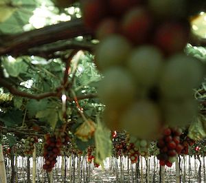 Nuevo salón para vinos de variedades rescatadas