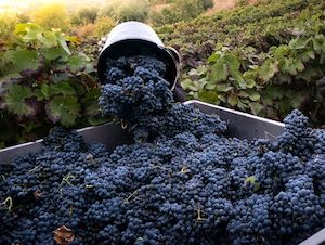 Para la nueva campaña del vino, la interprofesional recomienda los contratos tipo homologados