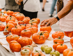 Preparando el Concurso de Mejor Tomate Antiguo en Polanco (Cantabria)