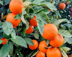 Avances en la protección de las naranjas frente a los hongos 