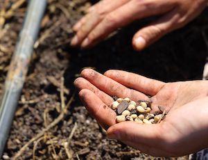España se une al sistema europeo de Bancos de Germoplasma para la conservación del material genético vegetal