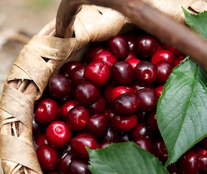 2Finaliza la campaña de Cereza del Jerte, por primera vez con nuevas variedades de cerezas