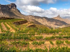 Gran Canaria, sede del Encuentro Internacional de Agroenoturismo en 2027